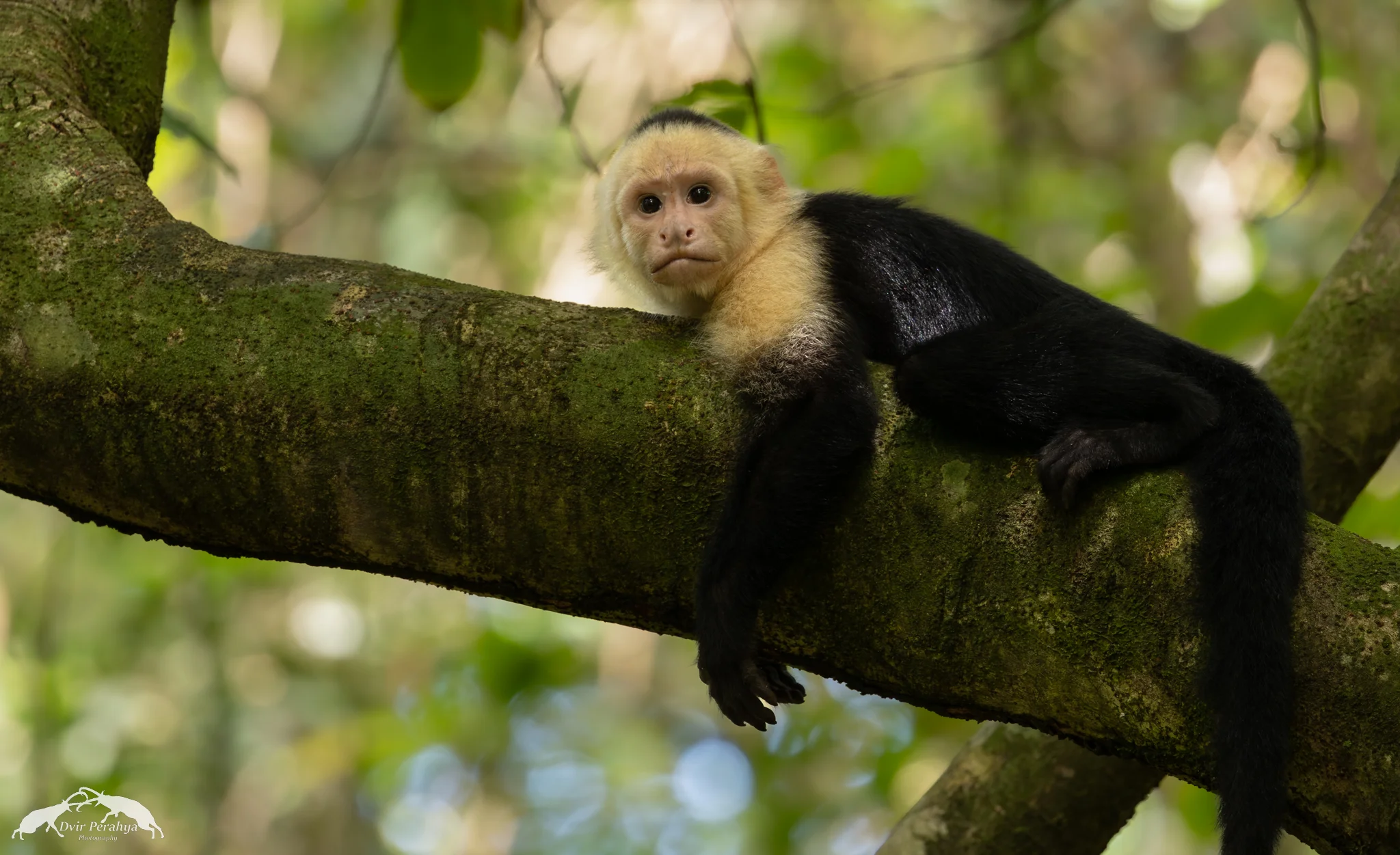 Capuchin monkey, Monteverde
